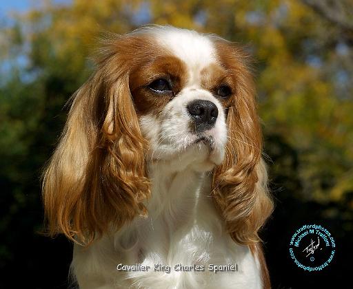 Cavalier King Charles Spaniel 9R026D-154.JPG